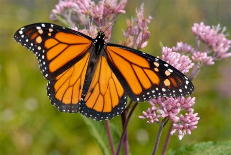 Monarch Butterfly Facts & Restoration | Petal Talk