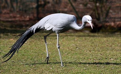 Blue Crane, The National Bird Of South Africa - WorldAtlas.com