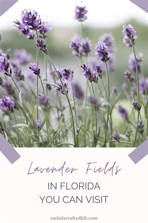 Lavender Fields in Florida You Can Visit - Rachel's Crafted Life