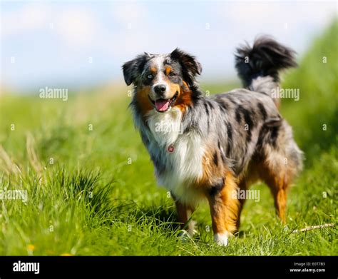 Old brown, black and white border collie standing in the grass Stock Photo: 69374119 - Alamy