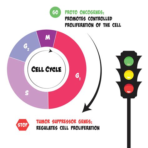 The functions of proto oncogenes and tumor suppressor genes in the cell cycle 9635348 Vector Art ...