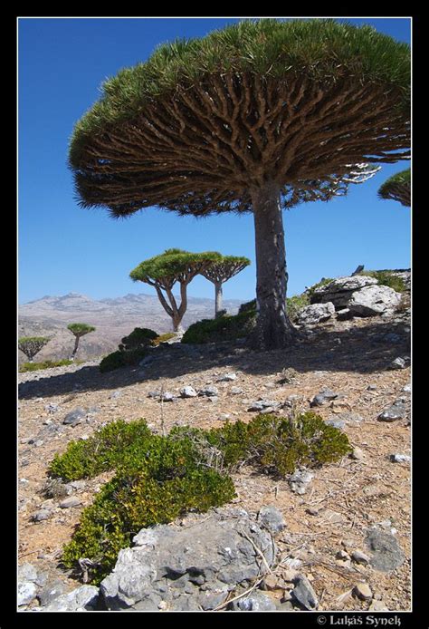 Sokotra | National Geographic Česko | Socotra, Bird bath, Dracaena ...