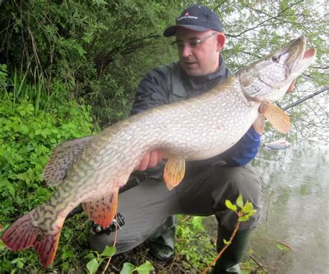 Why Are Northern Pike Called Jackfish? – Northern Pike Fishing Tips