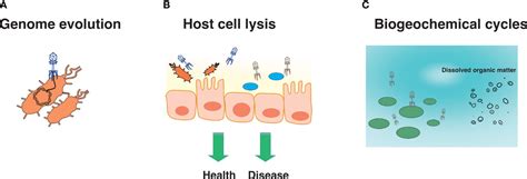 Frontiers | Unraveling the viral dark matter through viral metagenomics