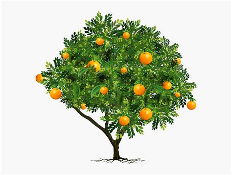 Transparent Fruit Tree Png - Orange Fruit Tree Png, Png Download - kindpng