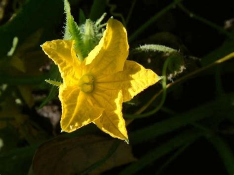 Cucumis sativus (cucumber): Go Botany