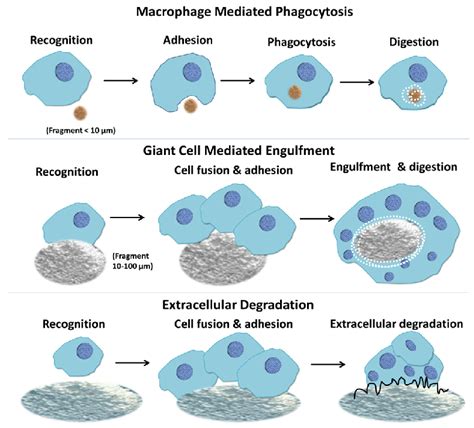 Macrophage response to biomaterials depending on the size of the... | Download Scientific Diagram