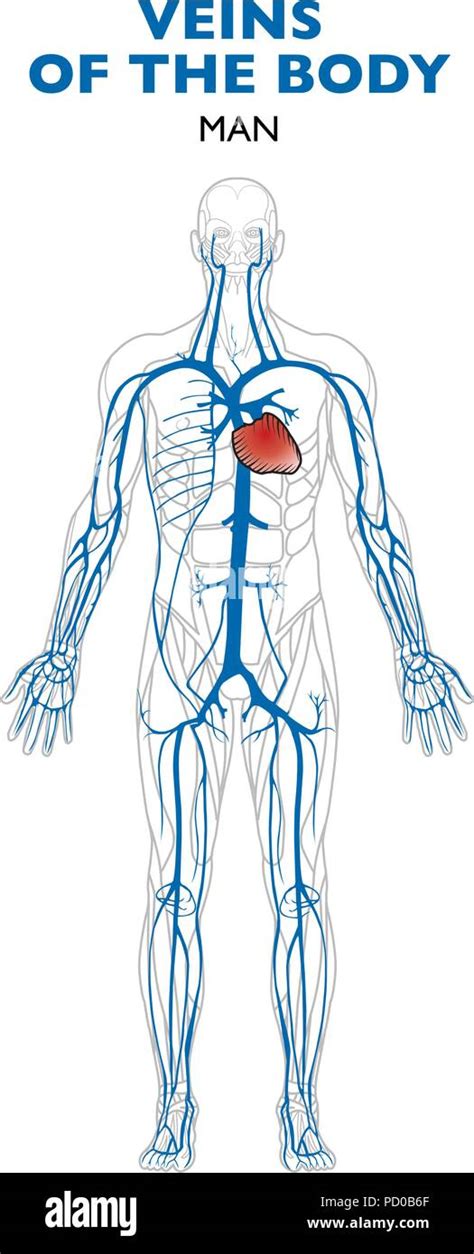 Veins in the body, anatomy, human body. Veins are blood vessels that ...