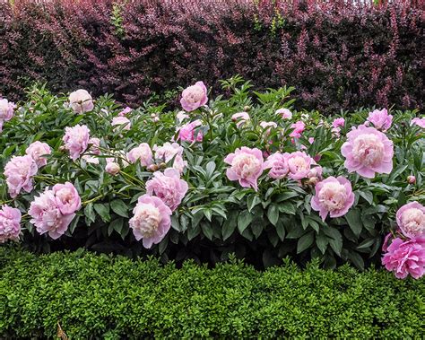 Should peonies be cut back in the fall?