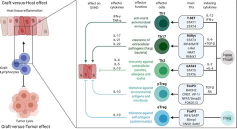 Frontiers | T Helper Cell Lineage-Defining Transcription Factors ...