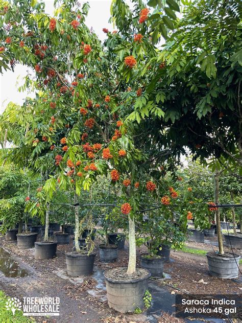 Saraca Indica - Ashoka Tree for Sale Florida | Treeworld Wholesale