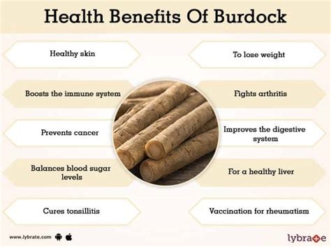 Benefits of Burdock And Its Side Effects | Lybrate