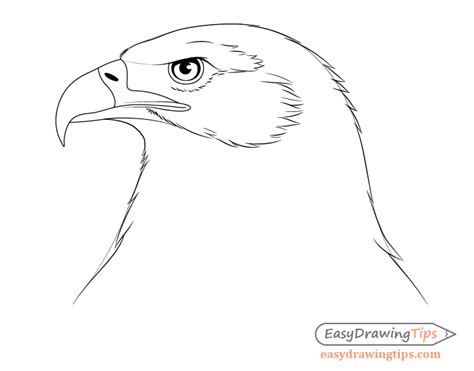 How to Draw an Eagle Head Step by Step - EasyDrawingTips