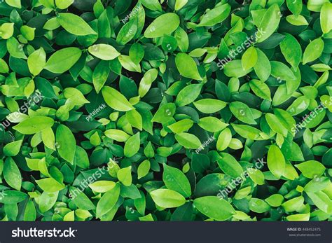 48,137 Seamless Leaf Texture Stock Photos, Images & Photography | Shutterstock