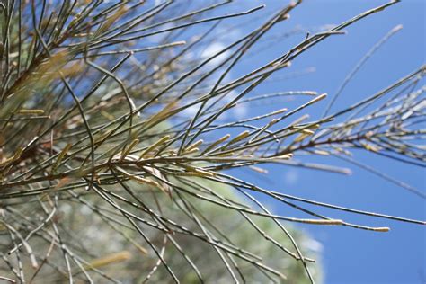 Black Oak leaves • Flinders Ranges Field Naturalists