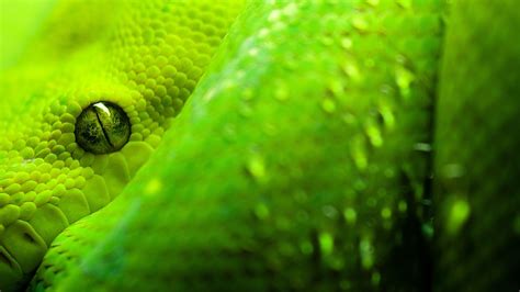 Snakes HD Wallpapers - wallpaper202