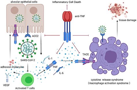 Frontiers | Targeting TNF-α for COVID-19: Recent Advanced and Controversies