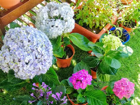 Berkebun Di Rumah : Tips Penjagaan Pokok Bunga Hydrangea