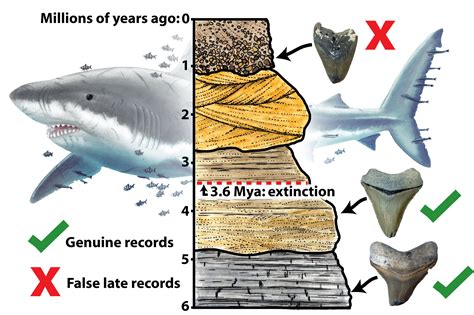 Giant 'megalodon' shark extinct earlier than previously thought