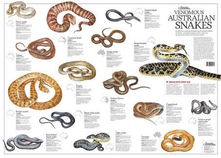 Image result for australian snakes identification chart | Australian spider, Types of snake, Snake