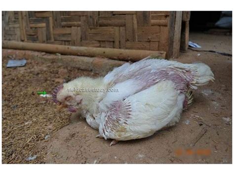 BIRD FLU in chickens, Avian Influenza Symptoms, H5N1 virus, Poultry D…