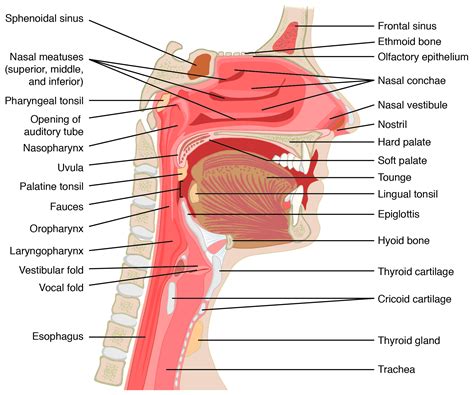 Respiratory System- Anatomy