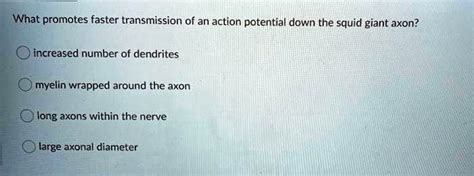 SOLVED: What promotes faster transmission of an action potential down the squid giant axon ...