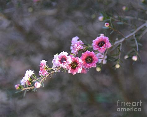 New Zealand Tea Tree Flowers Photograph by Carol Bradley