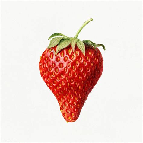 Vintage strawberry illustration. Digitally enhanced illustration from U ...