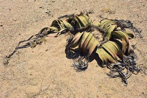 Namibia, Namib Desert, Welwitschia mirabilis stock photo