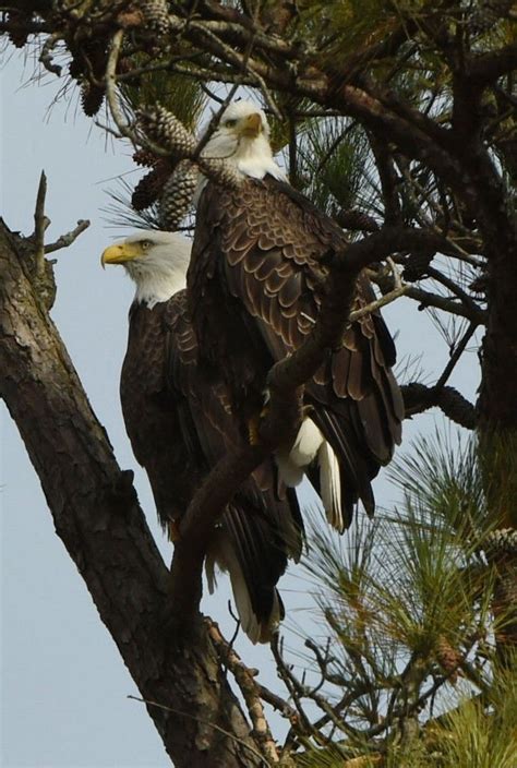 324.....Bald Eagles In Alabama Usa Tennessee River, Bald Eagles, Birds ...