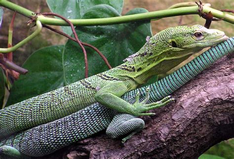 Monitor Lizard As A Pet: Is It A Good Idea? - A-Z Animals