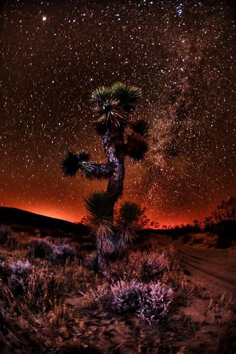 The Joshua Tree at Night! | Beautiful nature, Joshua tree national park, Nature