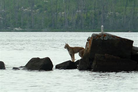 Gunflint Lodge: Animal Sightings