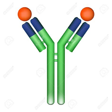 antibody clipart free 20 free Cliparts | Download images on Clipground 2024