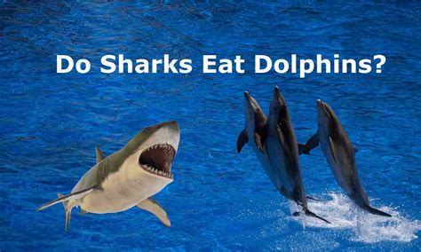 Do Sharks Eat Dolphins? Diving Into Oceanic Food Chains - Animal Hype