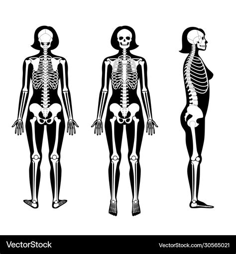 Woman skeleton anatomy Royalty Free Vector Image