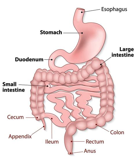 Simple stomach diagram | Stomach structure | Stomach Anatomy - Pharmacy Images