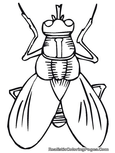 flies coloring page - Google Search | Bug coloring pages, Insect ...