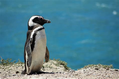 little penguins in australia | Australian Wildlife