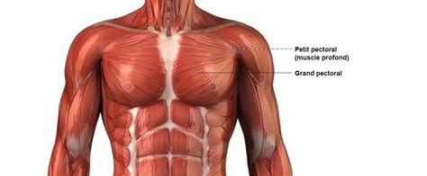 Anatomie des Pectoraux - Fitness Heroes