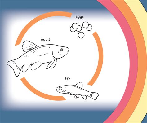 Hatchery Life Cycle | Fish Life Cycle | Mollusk Life Cycle