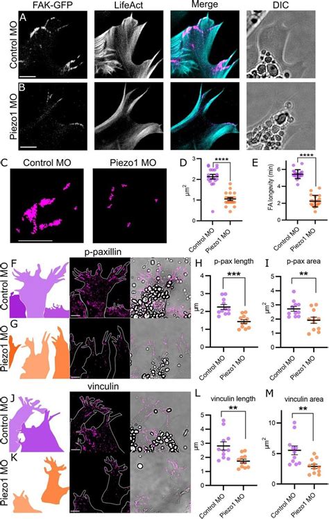 Focal adhesion regulation by Piezo1. (A-B) Cell protrusions from NC... | Download Scientific Diagram