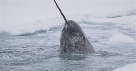 Narwhal: Revealing an Arctic Legend | Smithsonian National Museum of Natural History