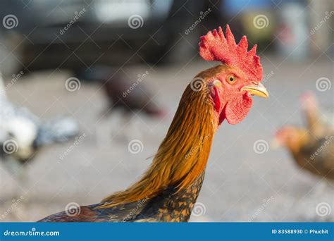 The head of the gamecock stock photo. Image of aggression - 83588930