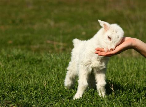 Baby goat stock image. Image of animal, rural, nature - 29834101