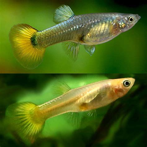 Aquarium Central -Guppies - Yellow Female Guppy 3.5cm - FEMALE - Aquarium Central