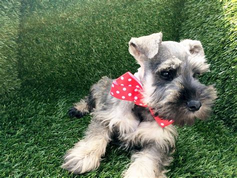 Miniature Schnauzer Puppies For Sale | San Diego, CA #196539