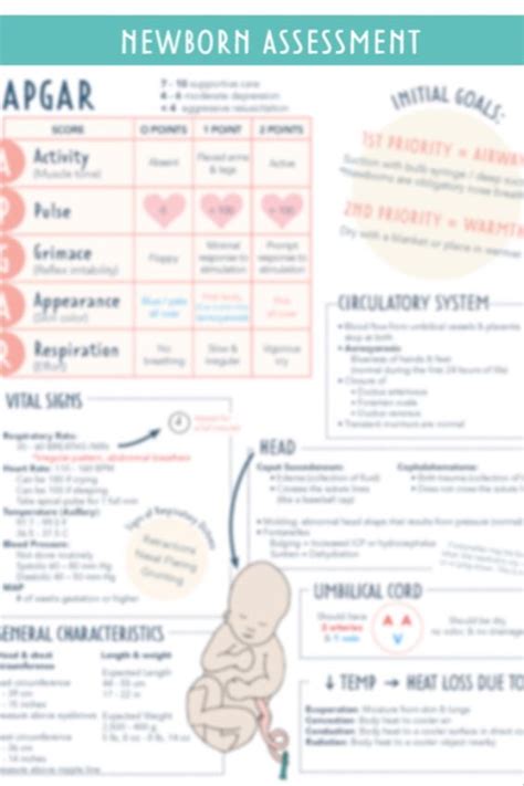 Newborn Assessment Study Guide 1 Page 2023 Edition - Etsy | Newborn ...