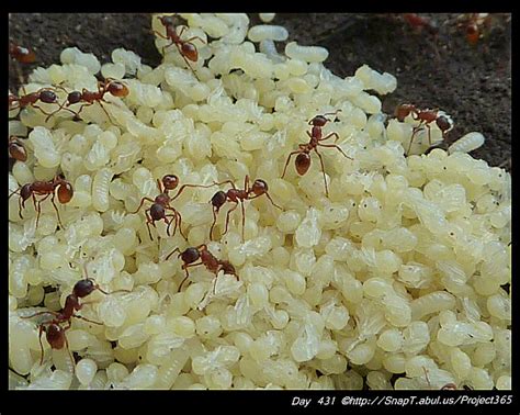 White Ants: White Ants Nest